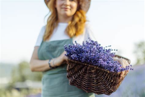 The Spiritual and Energetic Properties of Lavender: A Deep Dive